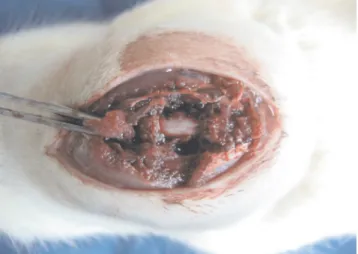 Figure 1 - Exposure of the dura mater following laminectomy