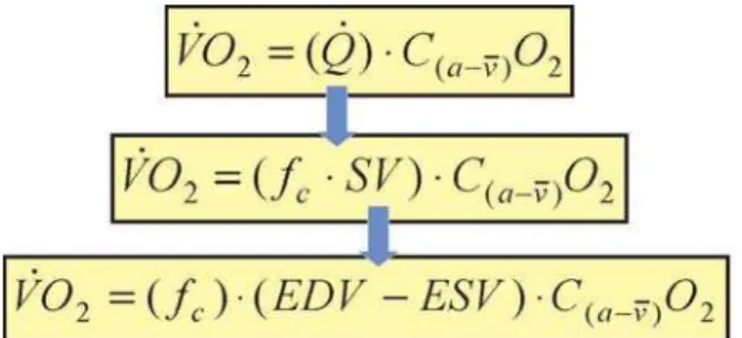 Figure 3 - The Fick equation for calculating oxygen uptake (9 s 2  ). Refer  to text for detailed discussion