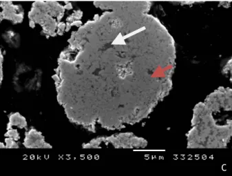 Figure 23 - (A) SEM micrograph of the free surface of the WC-25Co powder; (B) close-up of a representative  WC-25Co particle; (C) SEM micrograph of the cross section of a representative WC-25Co particle