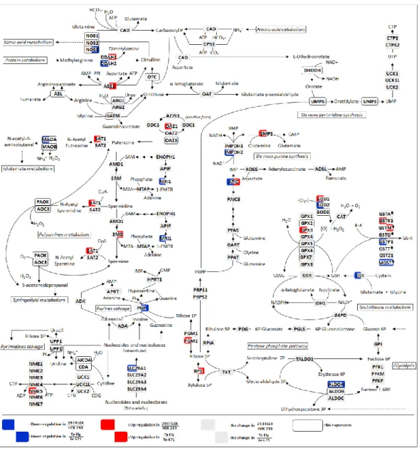 Figure  3  –  Transcriptome  changes  in  the  metabolic  pathways  of  polyamines,  nucleotides,  glutathione  and  pentose  phosphate pathway