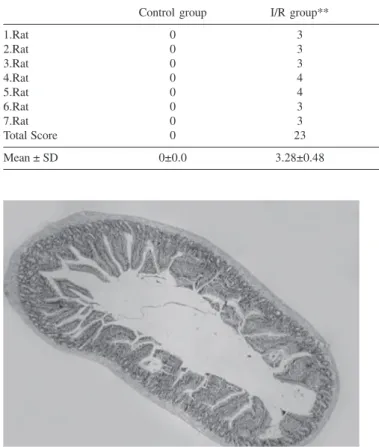 Figure 2 - Histological appearance of the I/R group. Villous epithelial separation, luminal epithelial seeding and naked subepithelial areas (H&amp;E x100).
