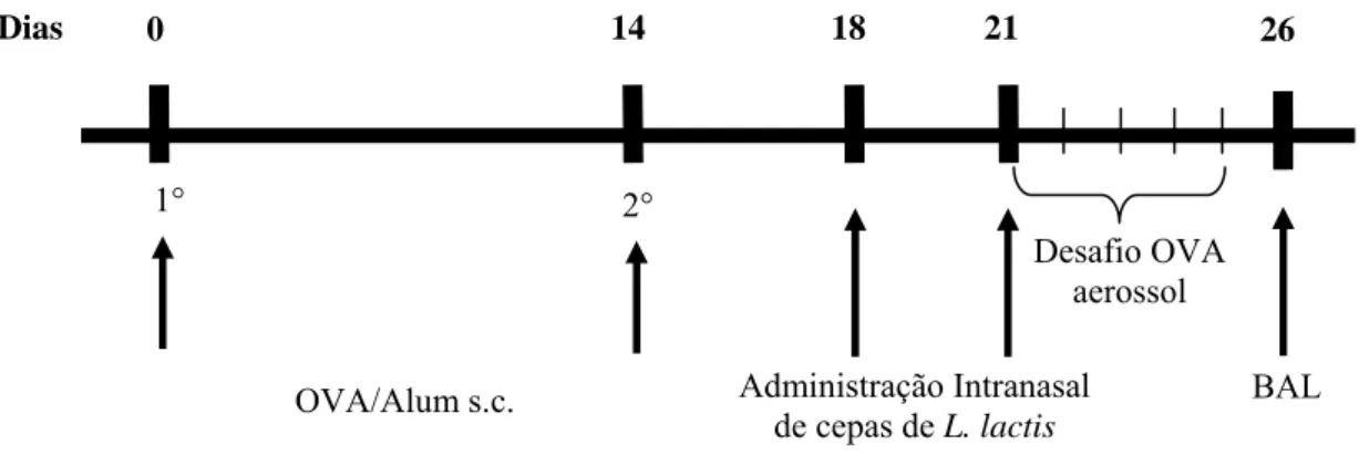 Figura 5: Protocolo temporal dos experimentos 