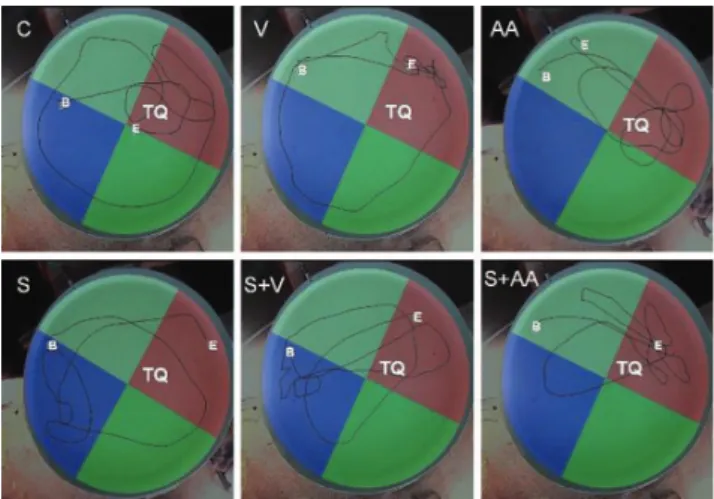 Fig.  3  shows  video  tracking  of  the  swim  paths  of  one  representative  animal  from  each  group  during  the  probe  trial test
