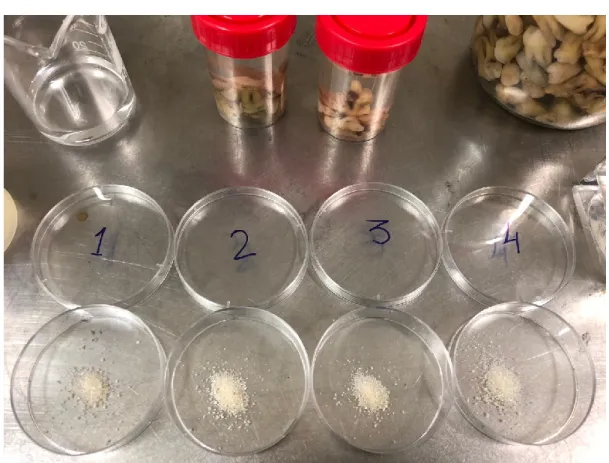 Figura 1: Particulado de dentina humana autógena mineralizada, distribuída em caixas de petri de acordo com os  grupos estipulados para esta investigação 