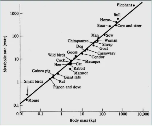 Figura 3.1: A famosa curva do rato ao elefante. A taxa metabólica está em W e a massa em kg