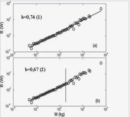 Figura 3.2: Gráfico na escala logarítmica da taxa metabólica basal versus a massa para os dados de Savage et al