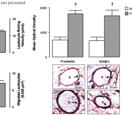 Figure 1 - Intravital microscopy of rat mesentery, 24 h after surgical proce- proce-dures