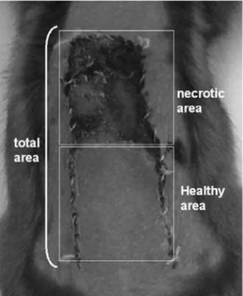 Figure 2 - Dorsal skin flap of the hamster on the seventh post-operative  day. The percentage of viable area was obtained by dividing the healthy  area by the total area