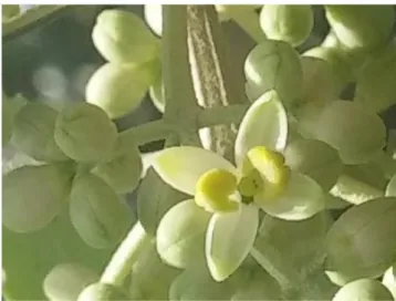 Figura 2 - Morfologia da flor da oliveira.  