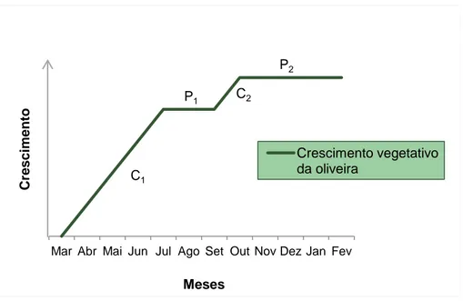 Figura 3 - Período ativo e período de cessação do crescimento da parte vegetativa da oliveira