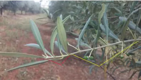 Figura 5 - Raminho da oliveira formado no ano anterior com indicação a amarelo e  raminho do ano com indicação a vermelho