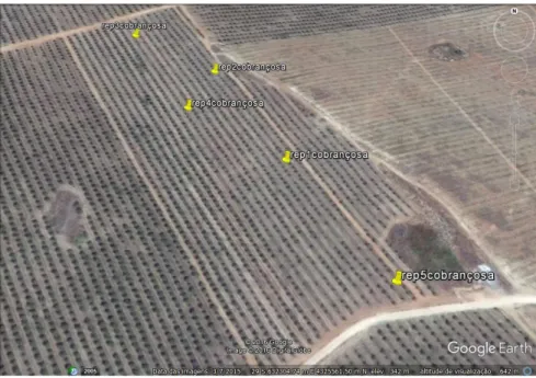 Figura  8  -  Imagem  de  satélite  da  localização  da  parcela TF 1  na  Herdade  de  Torre  das  Figueiras,  em  Monforte, com  apresentação  do  local  e  respetivos  pontos  de  observação  da cultivar Cobrançosa