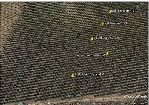 Figura  12 -  Imagem  de  satélite  da  localização  da  parcela  HC 2,  situada  na  Herdade  de  Castros,  em  Campo  Maior, com  apresentação  do  local  e  respetivos  pontos  de  observação da cultivar Blanqueta