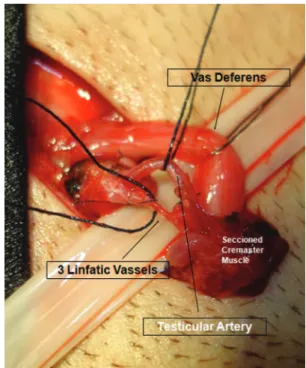 Figure 4 - View after microdissection