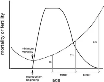 Figure  1  -  Hypothetical  mortality  (dashed  line)  and  fertility  (solid  line). 