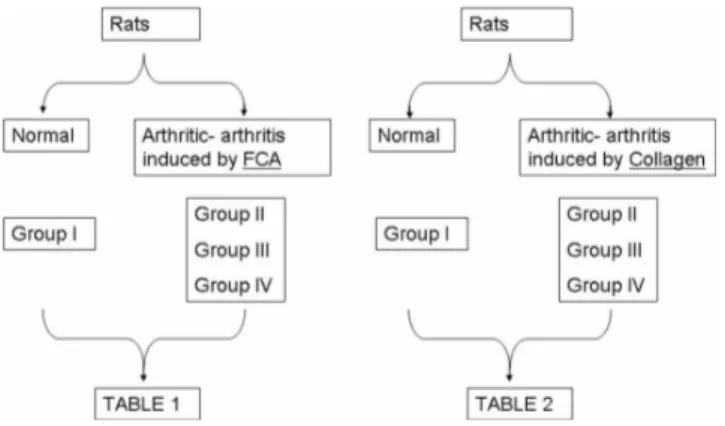 Figure 1 - Schematic representation of the experimental protocol