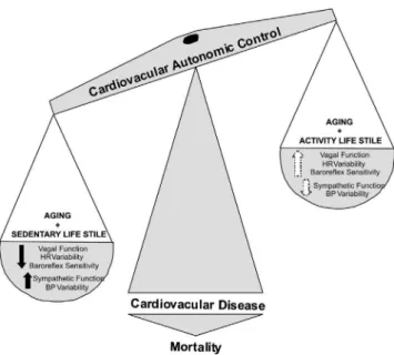 Figure  3  - A  schematic  representation  of  age-related  alterations  to  the  autonomic nervous system, and of the role of chronic exercise in reducing  or preventing these alterations