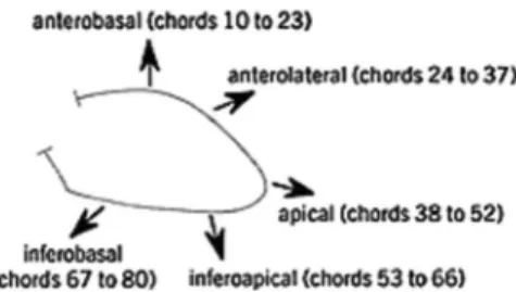 Figure 1 - The left ventricle was divided into five regions: anterobasal: chords  10 to 23, anterolateral: chords 24 to 37, apical: chords 38 to 52,  inferoapi-cal: chords 53 to 66, and inferobasal: chords 67 to 80