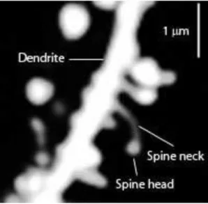 Figura 03: Mudança da forma do dendrito pós sináptico 9 