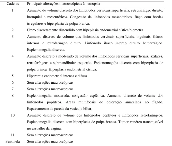 Tabela 4. Principais alterações macroscópicas observadas durante as necropsias das cadelas