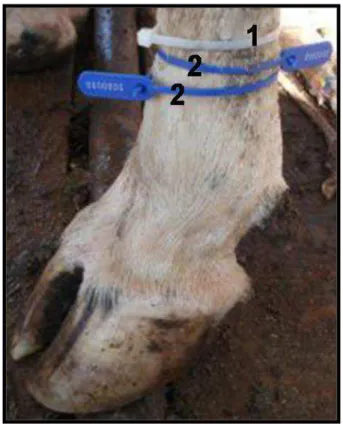 Figura  1  – Exemplo da identificação de membro torácido  de bovino com abraçadeiras plásticas (1) e  lacres numerados (2) colocados na região do osso metacarpo