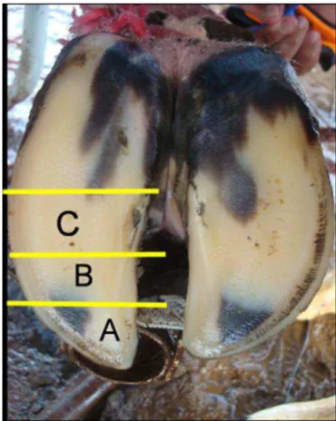 Figura 2  – Demonstração da região do casco de bovino serrada para obtenção de fragmentos de tecido