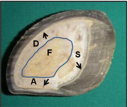 Figura 4  – Fragmento de casco bovino em corte transversal demonstrando a junção derme-epiderme das  regiões  solear  (S), axial  (A)  e  dorsal  (D)  e parte  da  falange  distal  (F),  delimitada pela linha  azul