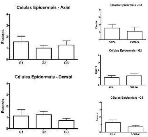 Figura  18-  Histologia  das  lâminas  dermais  e  epidermais  da  região  axial  do  casco  de  vaca  leiteira  evidenciando  a  morfologia  das  células  epidermais