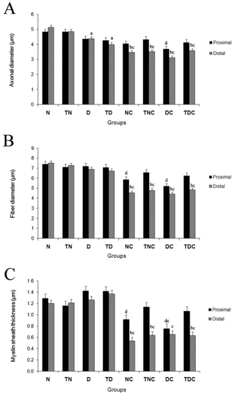 Figure 5 - Graphs showing the morphometrical parameters in the proximal and distal portions of the sciatic nerve in non-diabetic (N, n = 6), trained non-diabetic (TN, n = 6), diabetic (D, n = 6), trained diabetic (TD, n = 8), non-diabetic submitted to scia