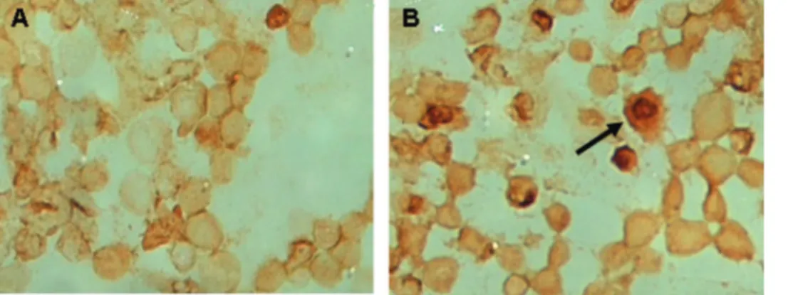Figure 3 - The effect of Chlorella vulgaris extract on apoptosis of HepG2 and WRL68 cell lines