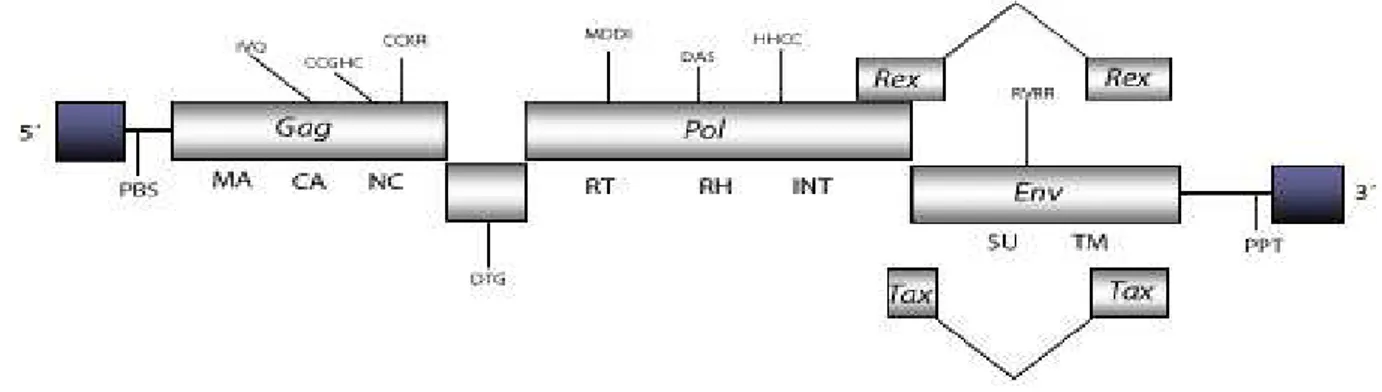 Figura  1:  Representação  do  genoma  do  BLV:  Gag  e  Env:  proteínas  estruturais