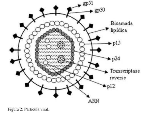 Figura 2: Partícula viral. 2 