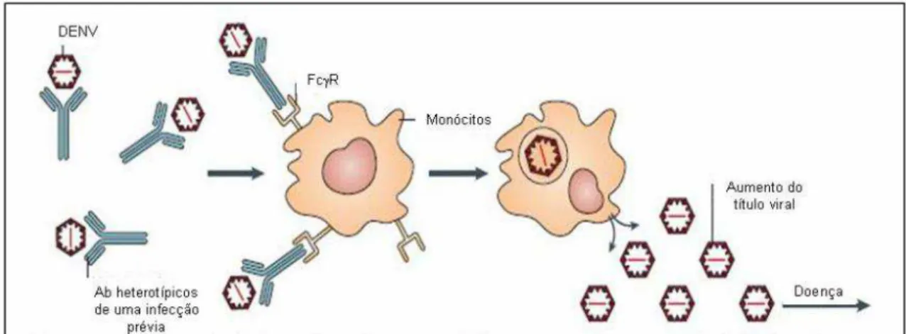 Figura 8- Modelo para amplificação dependente de anticorpos da replicação do vírus  da  dengue:  anticorpos  heterotípicos  de  uma  infecção  primária  por  um  dos  sorotipos  do  vírus  da  dengue,  opsonizam  a  partícula  viral  infectiva  durante  um