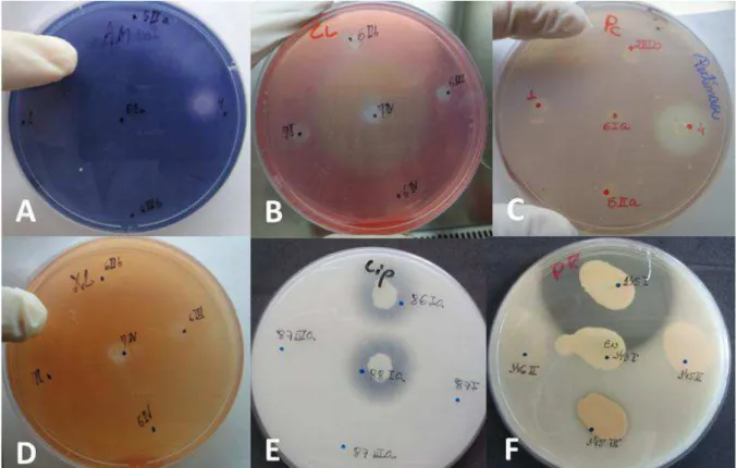 Figura  13:  Fotografias  de  testes  para  ação  de  enzimas  e  halos  evidenciando  a  atividade para: A  – Amilase; B – Celulase; C- Pectinase; D – Xilanase; E – Lipase; F  – Proteinase