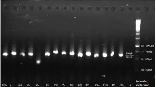 Figura 2: Gel de agarose a 1%, evidenciando as bandas referentes às regiões D1/D2  do  gene  26S  rRNA  obtidas  com  os  iniciadores  NL-1   (5’-GCATATCAATAAGCGGAGGAAAAG- 3’)  e  NL-4   (5’-GGTCCGTGTTTCAAGACGG-3’) amplificada por PCR