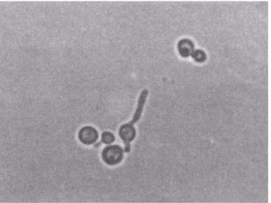 Fig. 8: Fotomicrografia de    um    tubo germinativo, característico de    Candida    albicans     (com    óleo    de    imersão)
