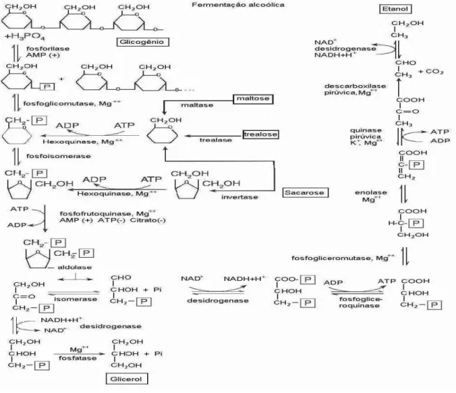 FIGURA  6  -  Sequência  das  reações  enzimáticas  pela  fermentação  alcoólica  de                    carboidratos  endógenos  (glicogênio  e  trealose)  ou  exógenos  (sacarose  e  maltose), 