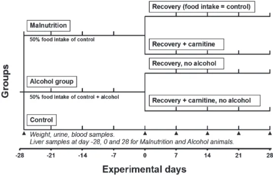 Figure 1 – Study design of the present experimental protocol.