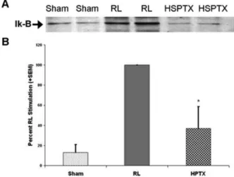 Figure 1 - Cytoplasmic I-κBα Phosphorylation. A, Representative western  blot of phosphorylated cytoplasmic I-κBα at 4 hours after hemorrhagic shock  and resuscitation