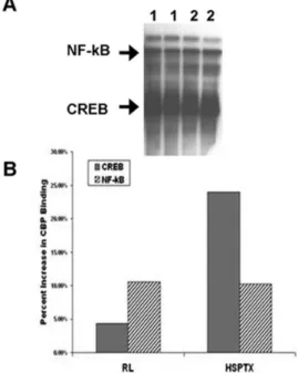 Figure  3  - NF-κB-DNA  Binding Activity  after  Hemorrhagic  Shock  and  Resuscitation
