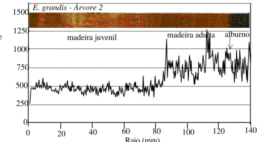 FIGURA 2.13 – Perfil Densitométrico da Madeira de Árvore da Espécie E.  grandis . Fonte: OLIVEIRA (1997) 