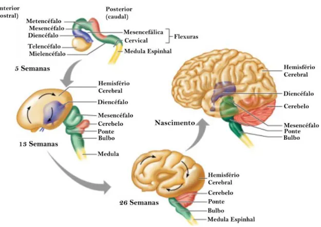 Figura 1. Desenvolvimento dos hemisférios cerebrais. Durante o crescimento dos hemisférios cerebrais 