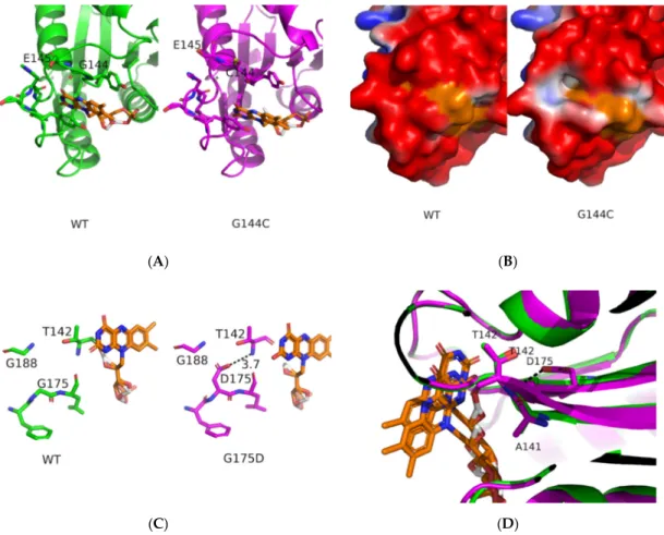 Figure  5.  Effects  of  the  G144C  and  G175D  mutations.  Panel  A  presents  the  wild‐type  (green,  simulation 1) and G144C (magenta, simulation 1) average structures. Panel B presents a mapping of  the  electrostatic  potential  onto  the  solvent  