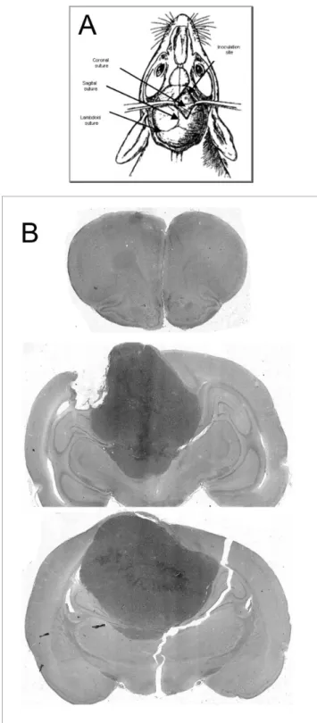 Figure  1 - A:  Schematic  of  a  rat  skull  showing  the  inoculation  site  with  respect to the sutures (modiied from Lal S et al