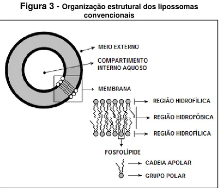 Figura 3 -  Organização estrutural dos lipossomas  convencionais 