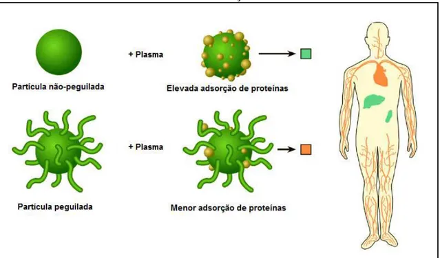 Figura 5 -  Representação esquemática do efeito da modificação de superfície de  nanopartículas pela incorporação de PEG na adsorção de proteínas plasmáticas e na 
