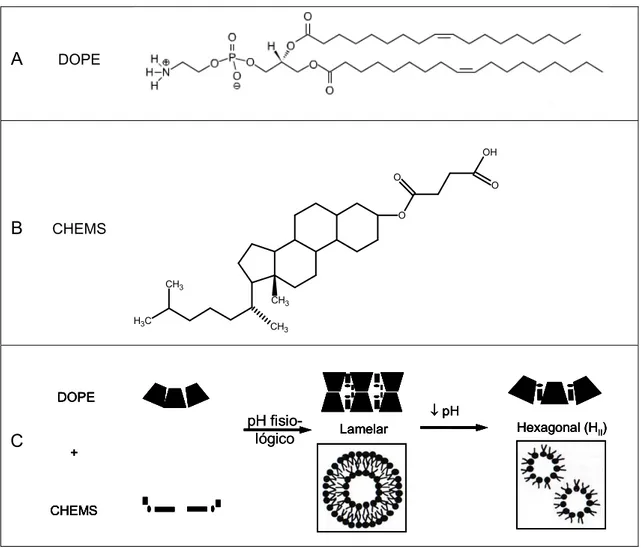 Figura 2 –  Estrutura química das moléculas de DOPE (A) e CHEMS (B) e esquema da  formação das fases lamelar e hexagonal da DOPE (C)