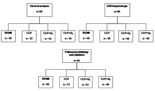 Figure 1 - Study design. The animals were assigned to 4 groups: 1) SHAM, animals submitted to laparotomy and exposure of the cecum; 2) CLP, animals  underwent cecal ligation/puncture and were observed; 3) CLP+O 2 , animals submitted to cecal ligation/punct
