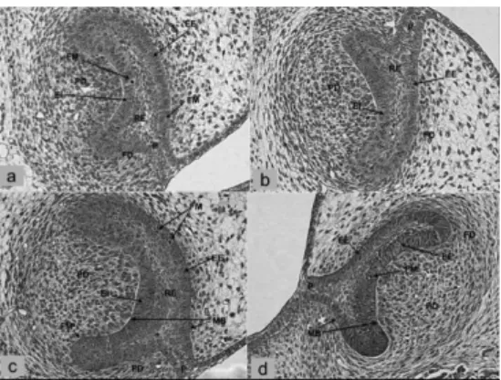 Figure 1 - Photomicrograph of the irst molar tooth germ in rats at 17 days  i.u.l. in the experimental (a, c) and control (b, d) groups