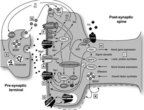 Figure 2 - LTP and LTD: Schematic of molecular mechanisms. (A) The induction of canonical forms of both LTP and LTD is triggered by activation of the NMDA class of glutamate receptor